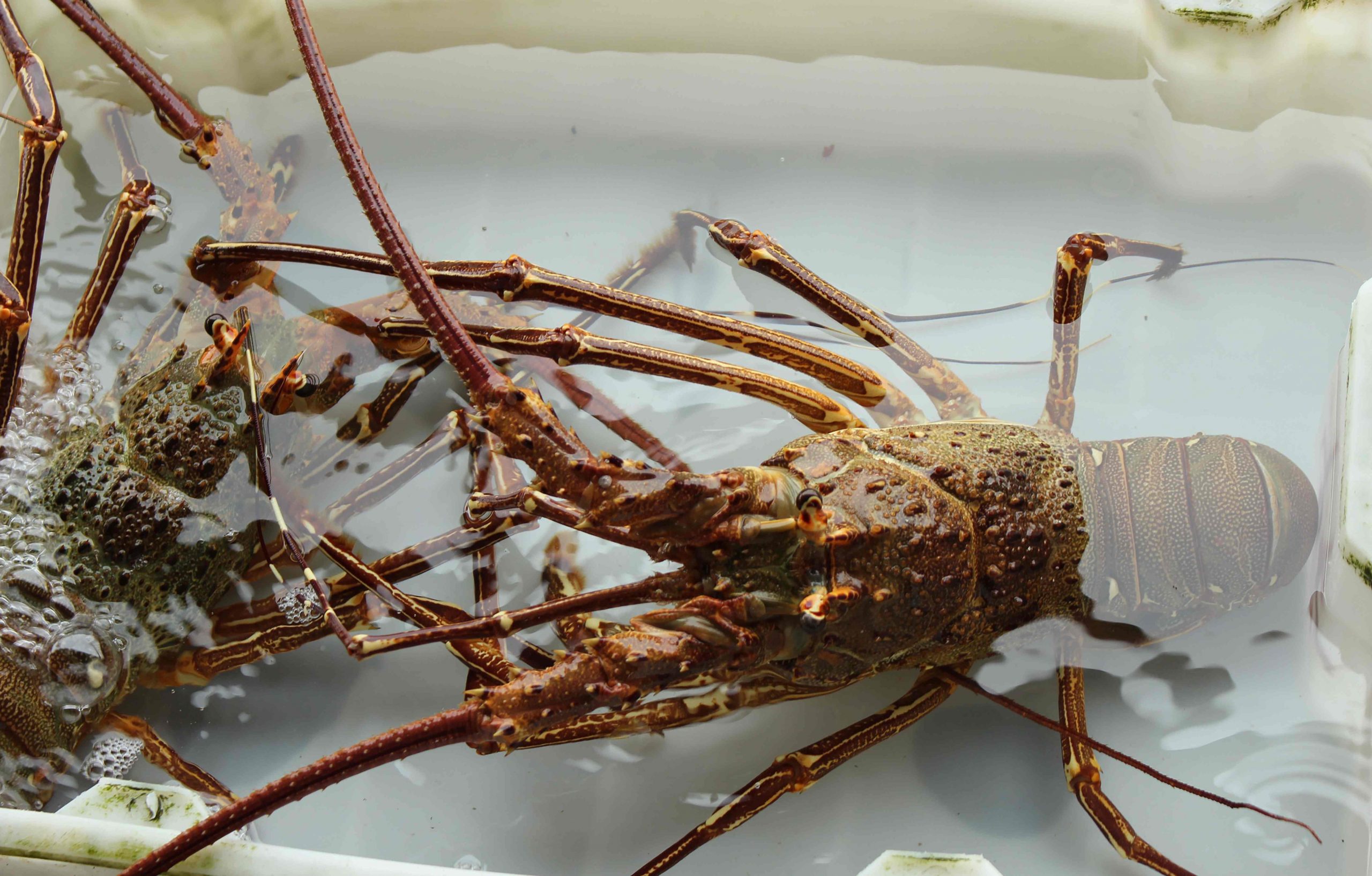 Cara Budidaya Lobster Air Tawar untuk Pemula