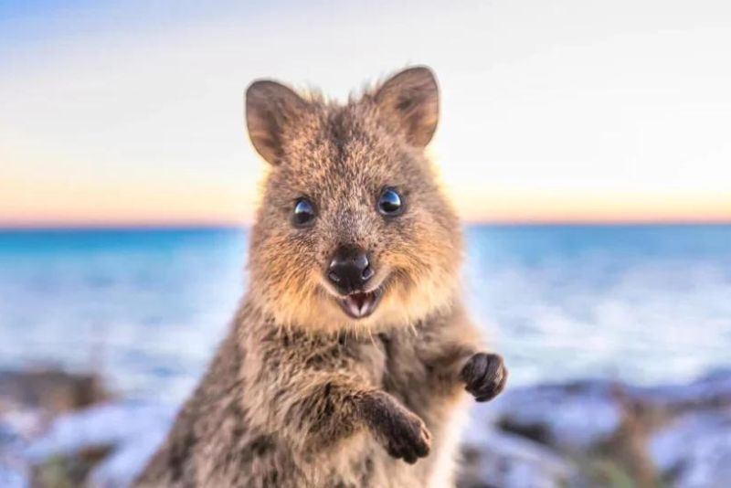 Fakta Menarik Quokka Hewan Teramah di Dunia