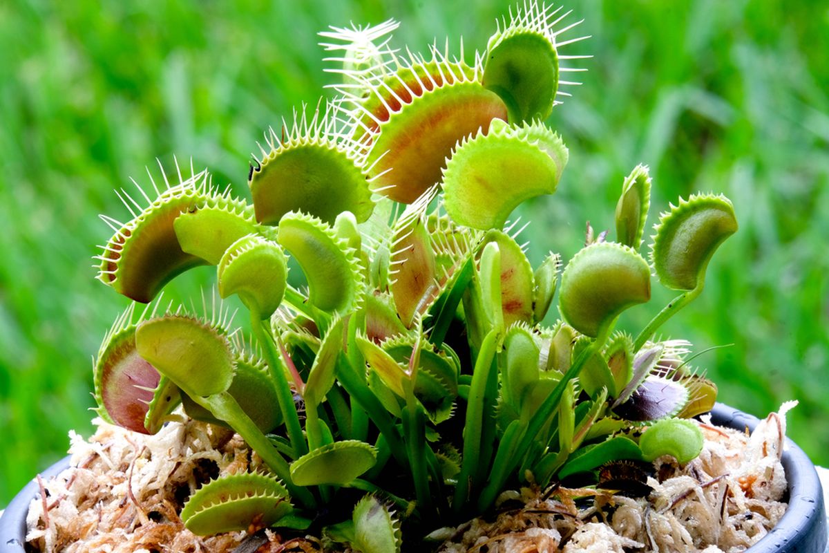 Fakta Menarik Tanaman Karnivora Venus Flytrap