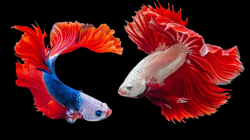 ikan cupang