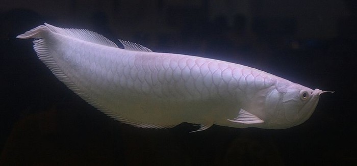 Informasi Hewan Ikan Hias Termahal di Dunia