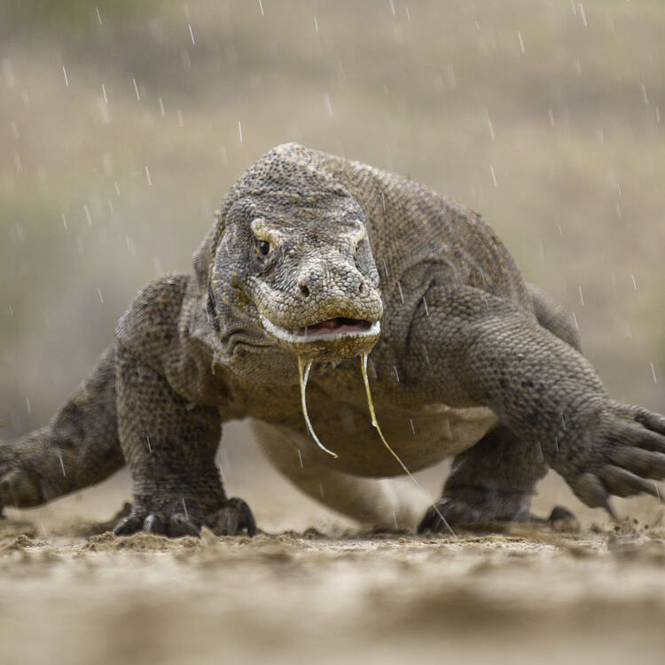 Komodo