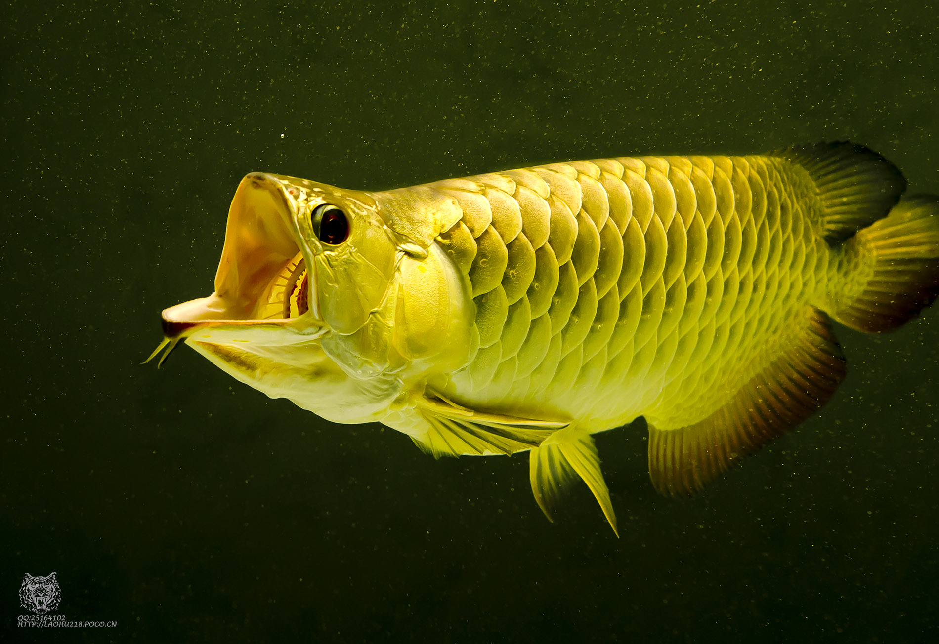 Fakta Menarik Ikan Arwana