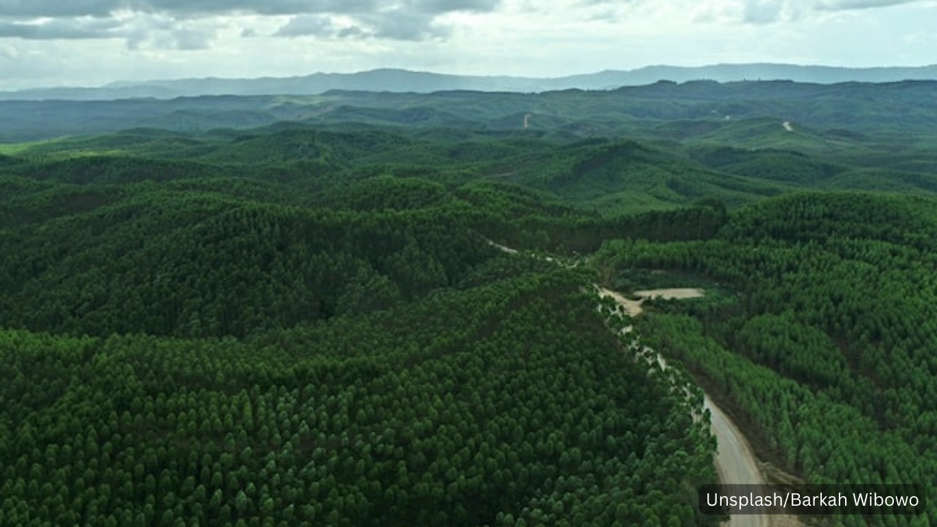 Hutan Kalimantan