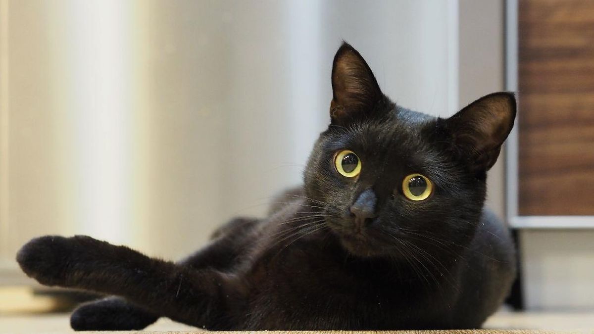 Fakta Menarik Kucing Hitam