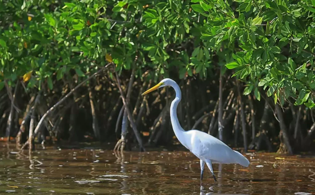 Fakta Menarik Hutan Mangrove Hutan Kehidupan