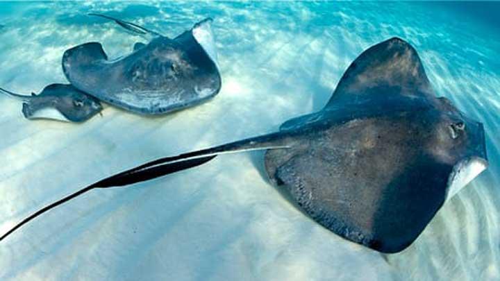 Fakta Menarik Ikan Pari yang Jarang Diketahui