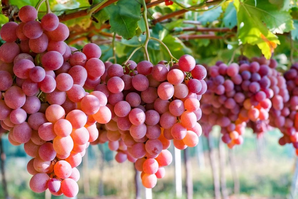 Mengenai Buah Anggur Yang Harus Di Ketahui
