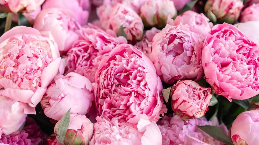 Fakta Unik Tentang Bunga Peony Yang Patut Di Ketahui