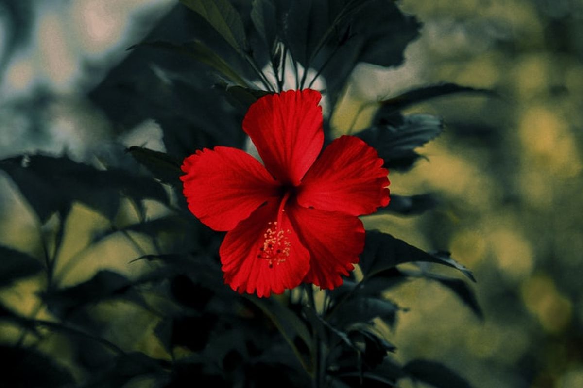 Fakta Menarik Bunga Bunga Hibiscus Yang Harus Di Ketahui