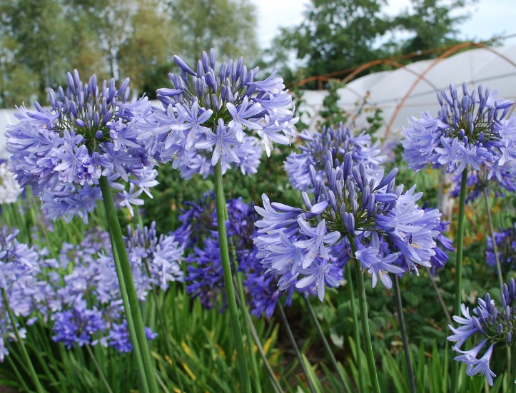 Fakta Menarik Bunga Agapanthus Yang Harus Di Ketahui