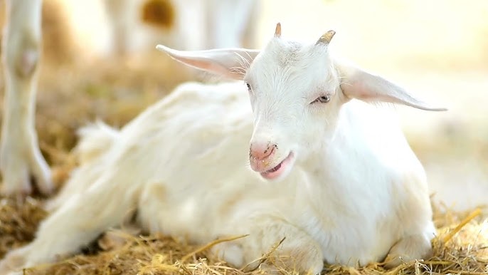 Fakta Menarik Hewan Kambing Yang Belum Di Ketahui