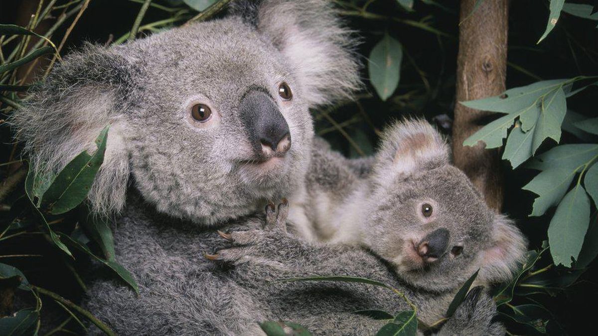 Fakta Menarik Hewan Koala Yang Harus Di Ketahui