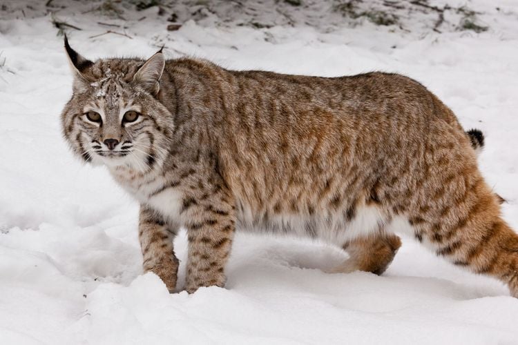 Fakta Menarik Bobcat Kucing Hutan Gemas Namun Mematikan
