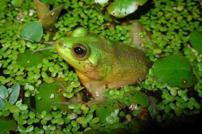 Fakta Unik Katak Paradoks Yang Harus Di Ketahui