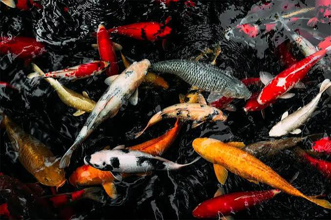 Mengenal Potensi Dan Tantangan Bisnis Ikan Hias di Indonesia